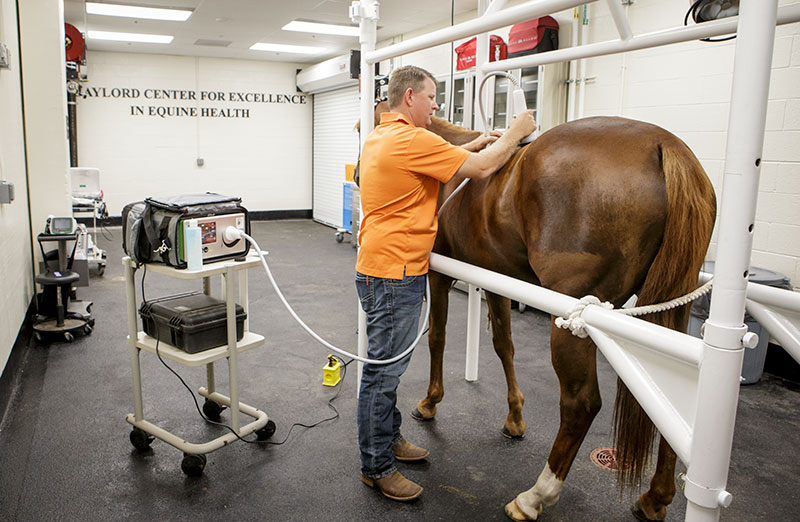 male veterinarian examining horse