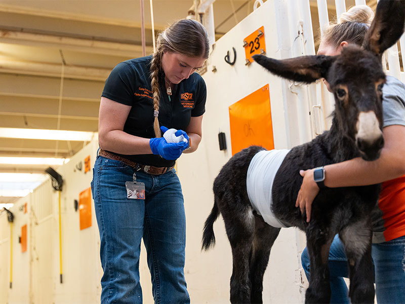 woman veterinarian bandaging baby donkey