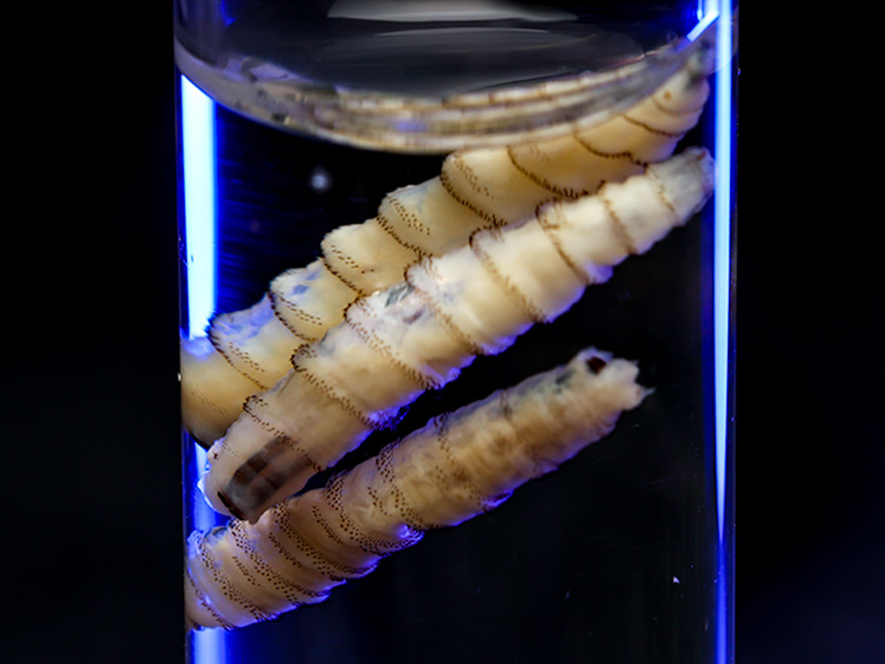 Larvae from the New World Screwworm
