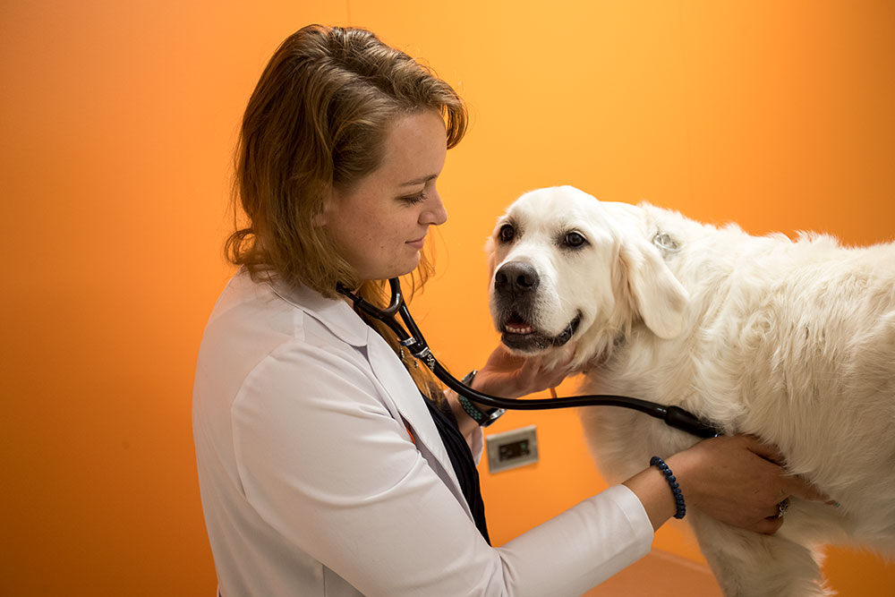 The Boren Veterinary Medical Teaching Hospital | Oklahoma State University