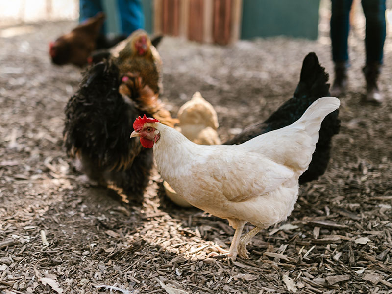 white chicken with red comb and beard