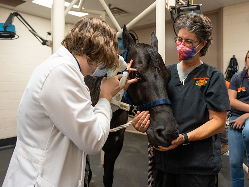 veterinarian performing eye exam