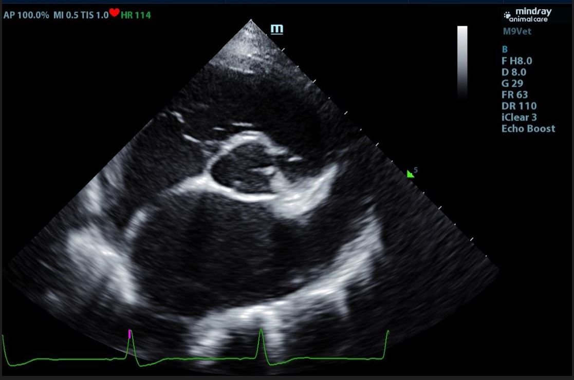 echo-website 3 echo-website 3